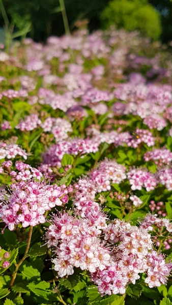 Spiraea japonica "Little Princess" - (Rosa Zwergspiere),